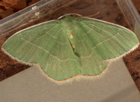 Red-fringed Emerald
